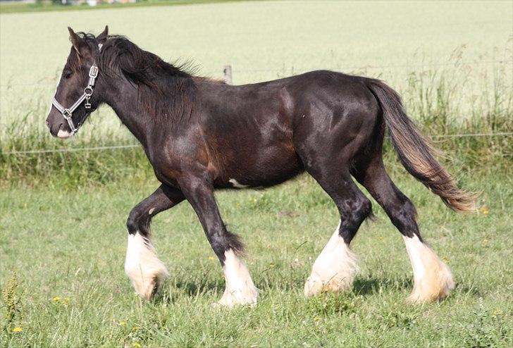 Tinker Hersomgårds Conan Mac Oc billede 2