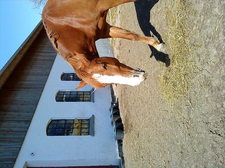 DSP Stald Blymes Pride billede 1