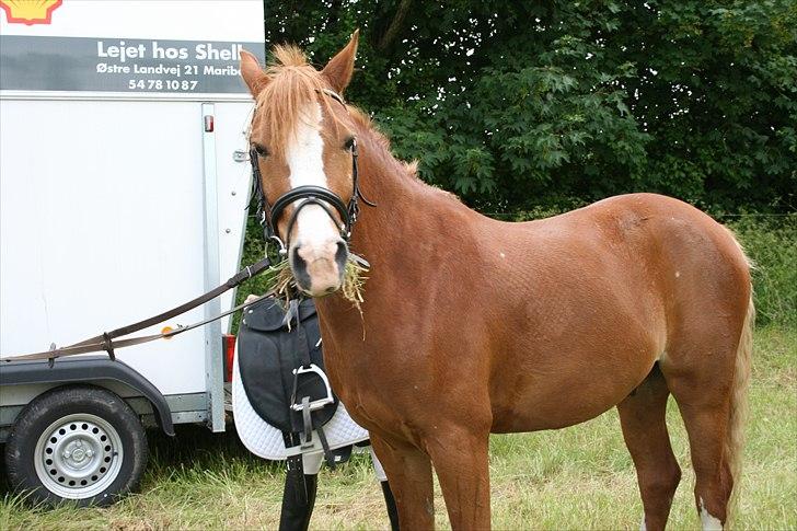 DSP Stald Blymes Pride billede 2