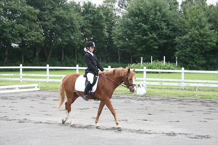 DSP Stald Blymes Pride billede 4