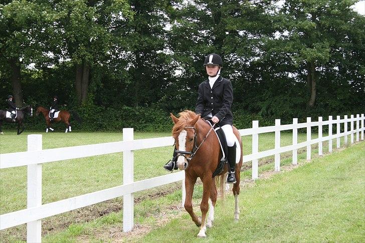 DSP Stald Blymes Pride billede 5