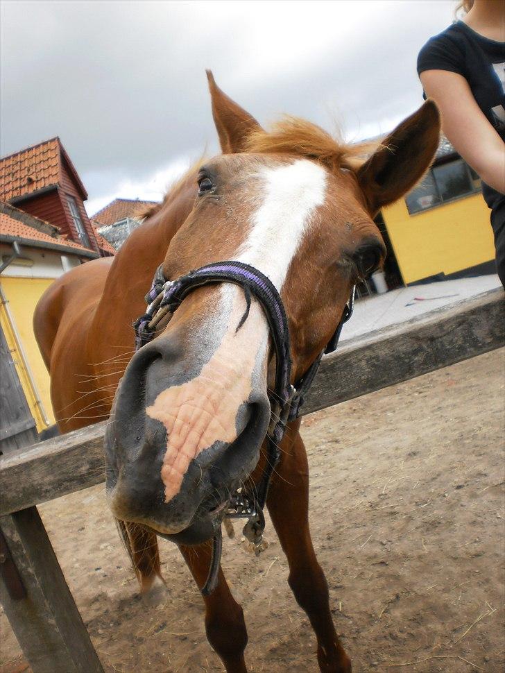 Anden særlig race Florina - Hvis jeg nu drejer hovedet... får jeg så en gulerod? :D <3 billede 1