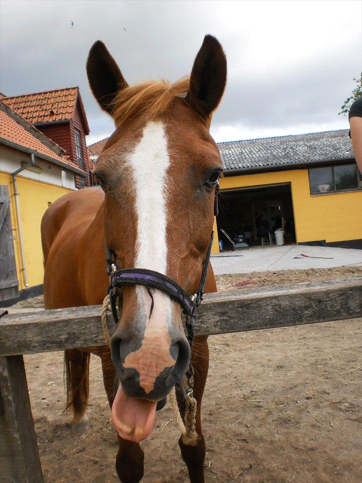 Anden særlig race Florina - <3 billede 20