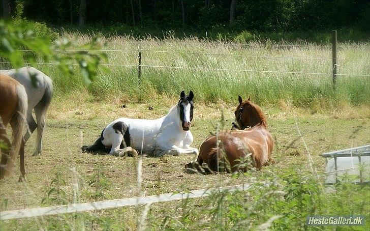 Irish Cob Django - Første gang jeg ser min pony ligge ned! Tror i ikke lige jeg blev glad? - Juni 2011 billede 5