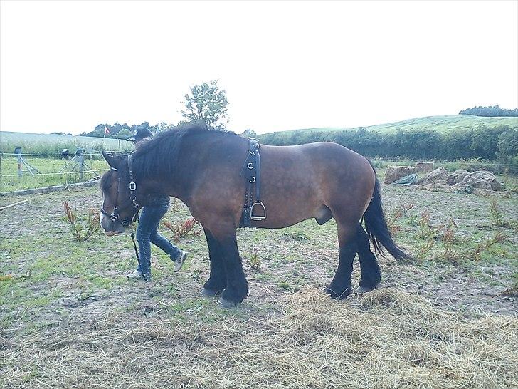 Anden særlig race rollo hansen - så sku vi lidt igang billede 8