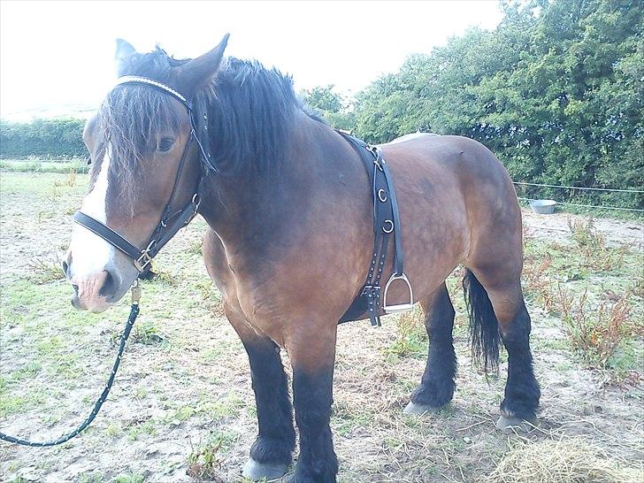 Anden særlig race rollo hansen - ser osse lækker ud med tøj billede 9