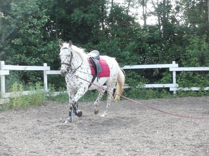 Knabstrupper Friis' Claudia KNN 2513 - 1. dag i tilridning hos Sara Rosendal billede 7