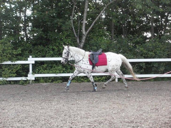 Knabstrupper Friis' Claudia KNN 2513 - 1. dag i tilridning hos Sara Rosendal billede 8