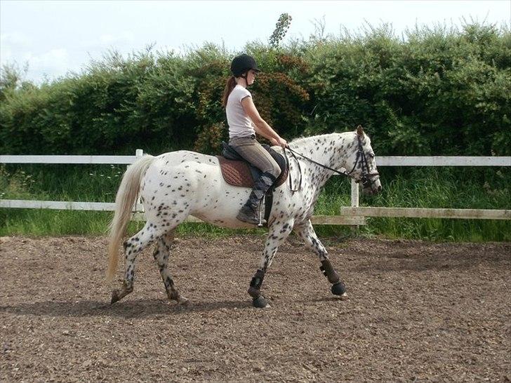 Knabstrupper Friis' Claudia KNN 2513 - Efter 3. dag var Sara i sadlen billede 9