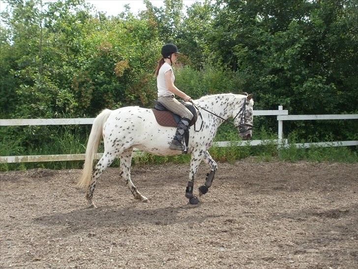 Knabstrupper Friis' Claudia KNN 2513 - Efter 3. dag var Sara i sadlen billede 10