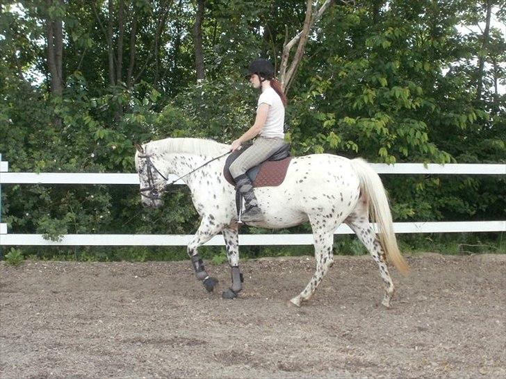 Knabstrupper Friis' Claudia KNN 2513 - Sååå fine de er billede 11