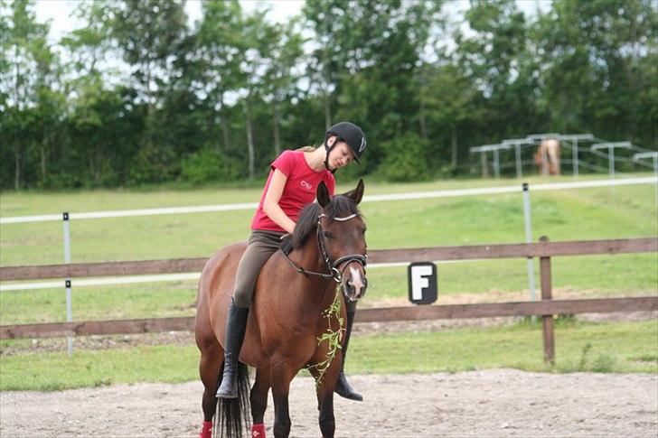 New Forest Starlight - Starlight fandt en plante der så dejlig ud :b billede 7