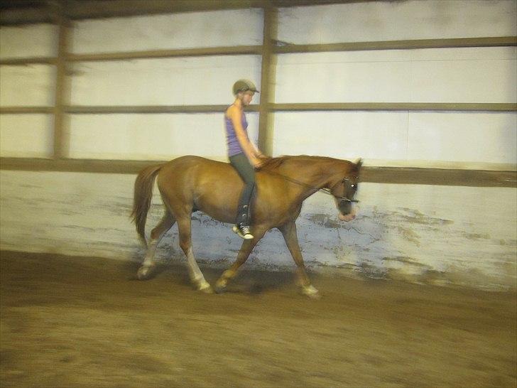 Anden særlig race † Stald Gunnartoft's Safir † - Dressur i kapsun i det lille ridehus.
Foto: Emilie billede 12