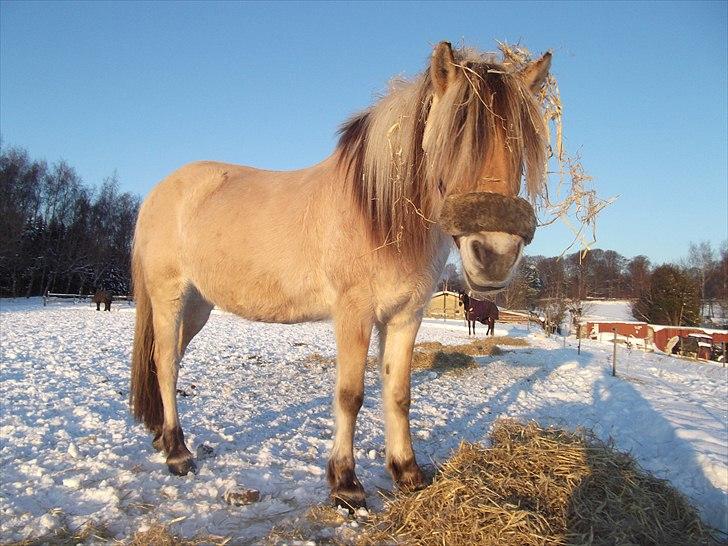 Fjordhest Katrine -Bea •Gl. Part• - Sådan skal det være. Halm i håret d: -se lige hendes vinterpels! billede 11