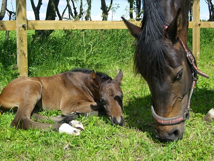 Dansk Varmblod Safran L billede 11