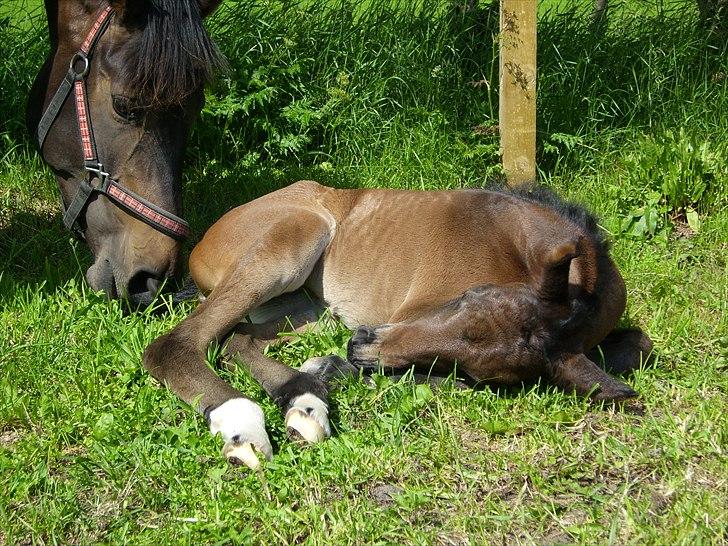 Dansk Varmblod Safran L billede 12