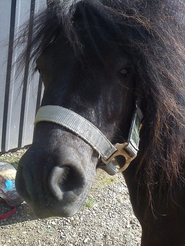 Shetlænder Alfred billede 17