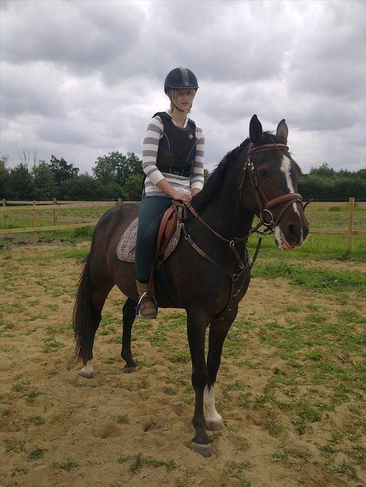 Hollandsk Sportspony Locoloco billede 13