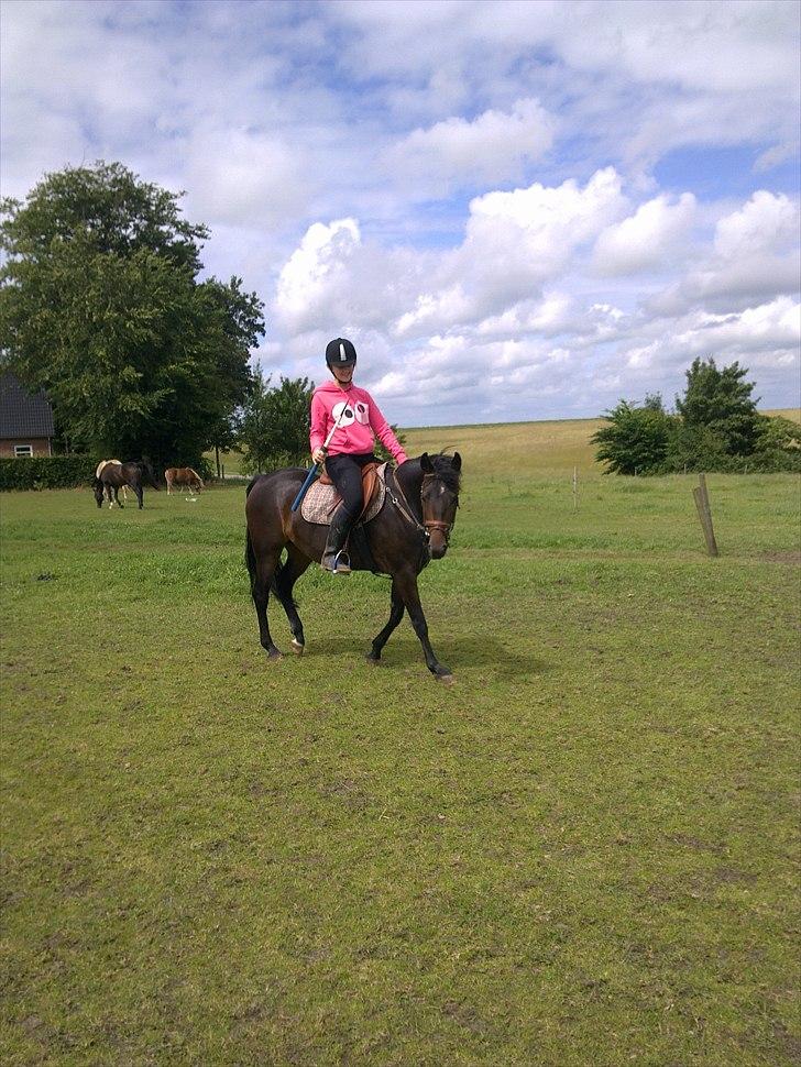 New Forest JOLIE billede 6