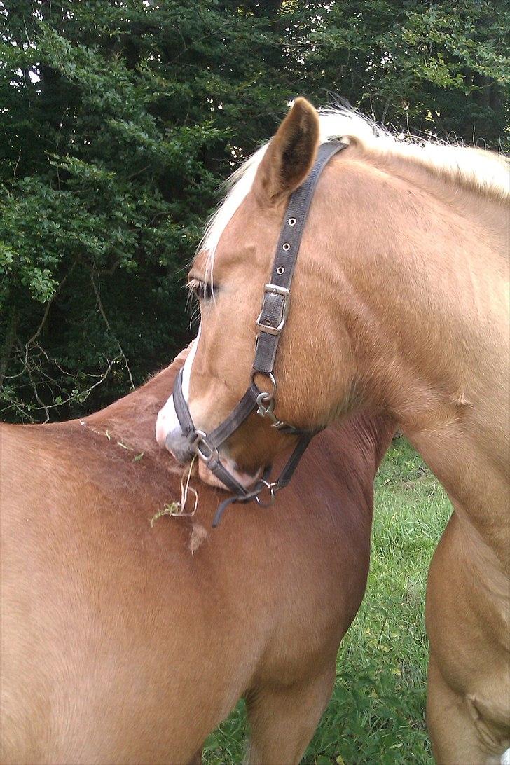 Haflinger Jackpot billede 19