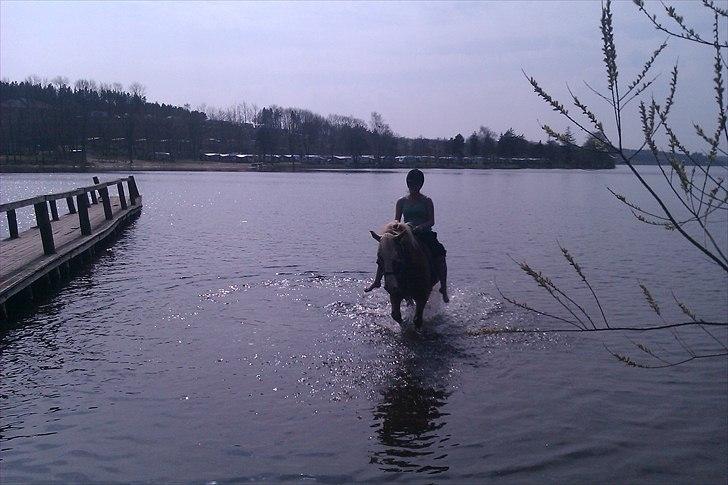 Haflinger Jackpot billede 20