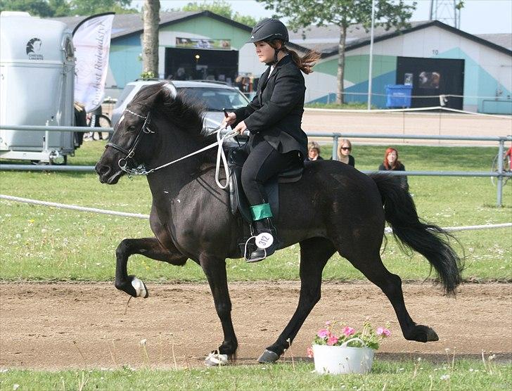 Islænder Prinsessa fra Pegasus - Prinsessa til Bededag 2011:) billede 11
