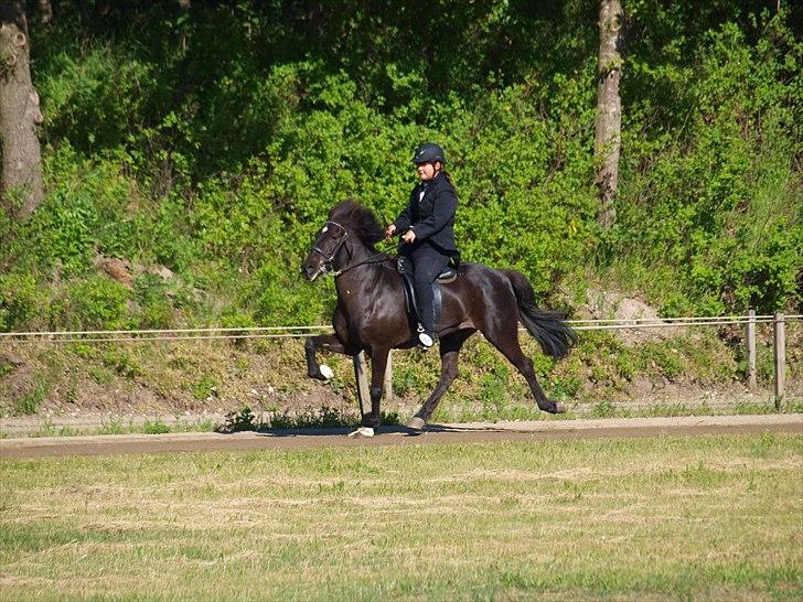 Islænder Prinsessa fra Pegasus - Fm 2011 hvor vi blev fynsmestre med hele 6,58 i snit! 7 for valgfri. billede 12