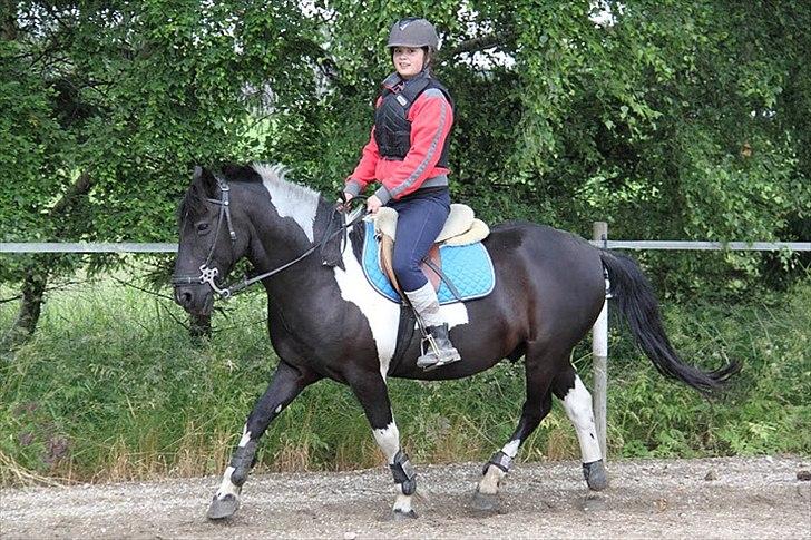 Anden særlig race Cavallo - Se hvor fin :D Godt nok er det i springbøjler, og med springudstyret, da vi skulle til at springe, meen ;) (Sommer 2011 - Foto: Emma) billede 10