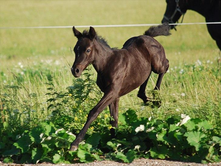 Welsh Partbred (Sec F) Slæggerups Smoothie - Springe kan hun også : )  billede 11