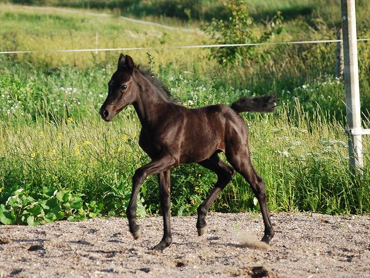 Welsh Partbred (Sec F) Slæggerups Smoothie - Trav på banen, 23/6 : D  NYT billede 3