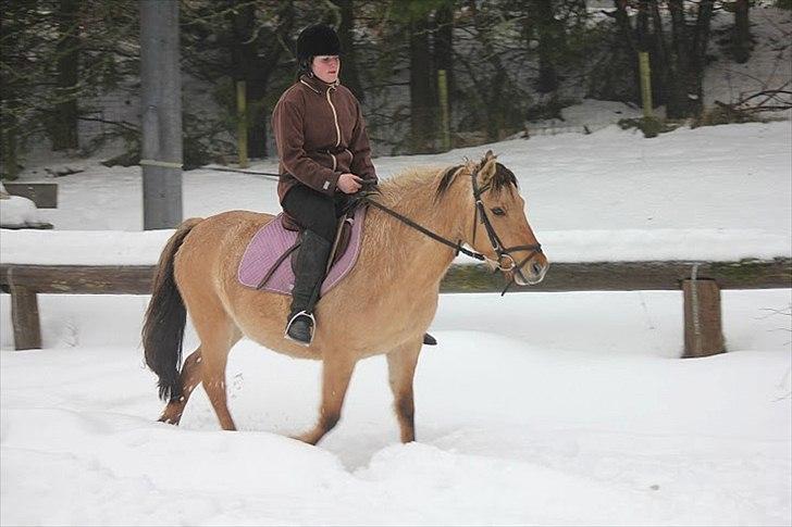 Fjordhest Chila R.I.P billede 18