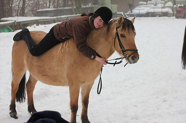 Fjordhest Chila R.I.P billede 19