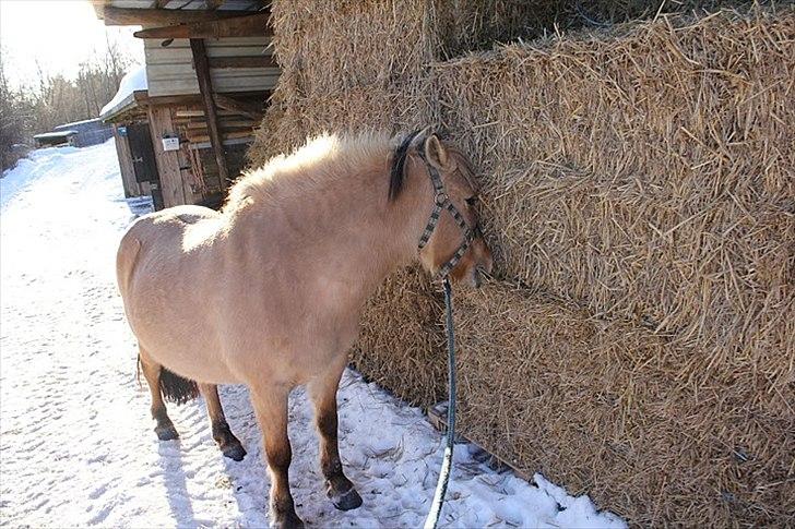 Fjordhest Chila R.I.P billede 20