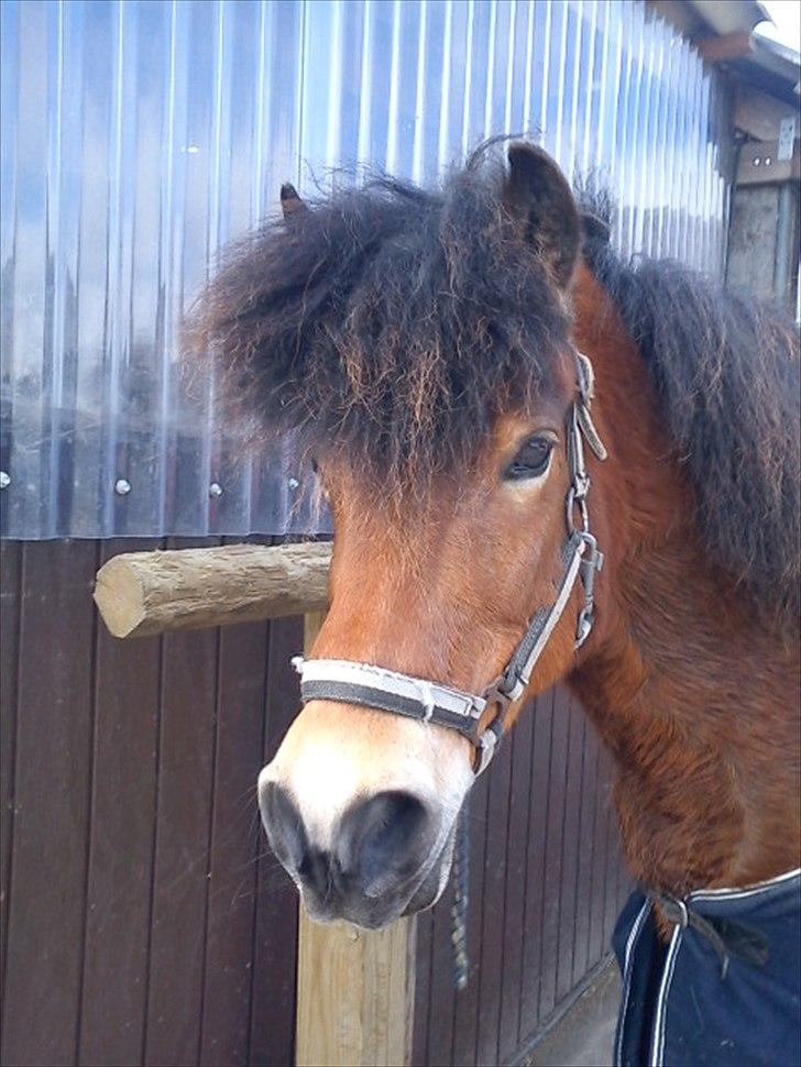 Anden særlig race Daisy - Smukke! billede 14