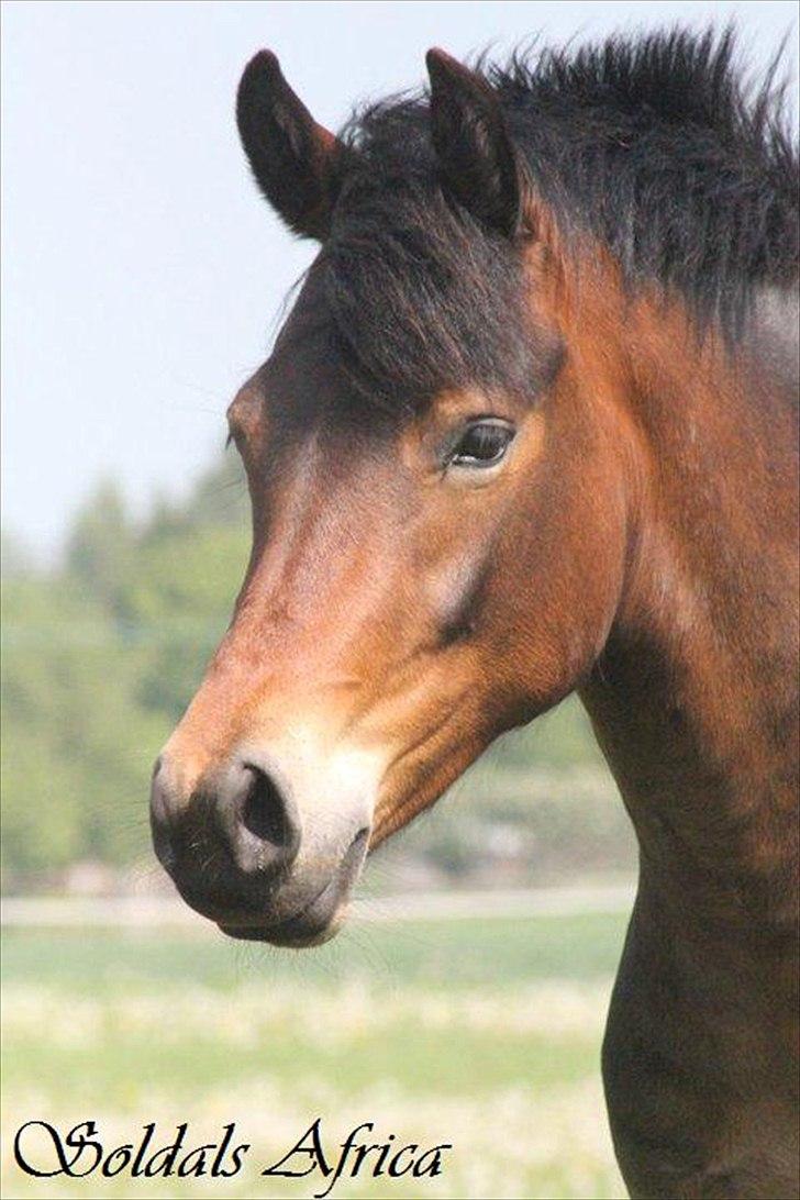 New Forest Soldals Africa - Soldals Africa Sommerfold 2011 billede 1