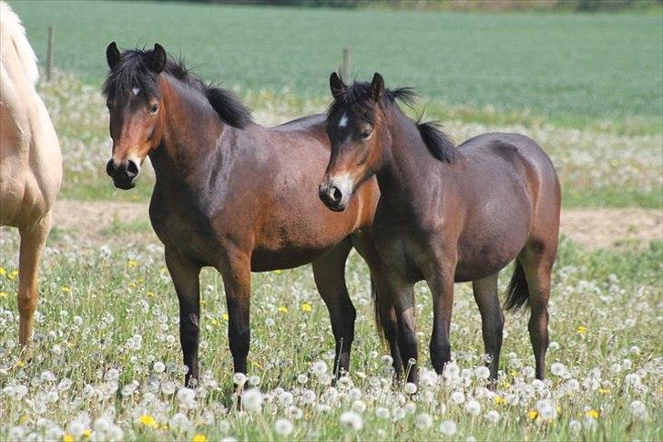 New Forest Soldals Africa - Africa 2 år & Mathilda 1 år billede 2