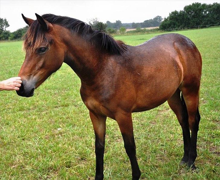 New Forest Soldals Africa - Soldals Africa 1 år billede 3