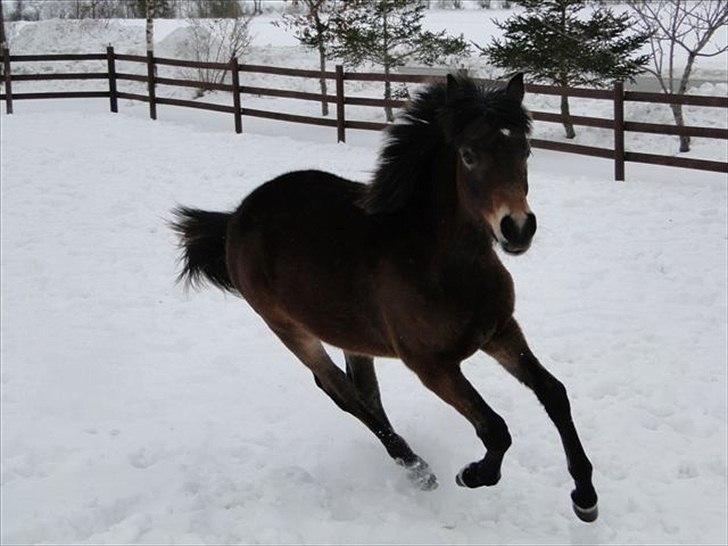 New Forest Soldals Africa - Africa 7 mdr billede 4