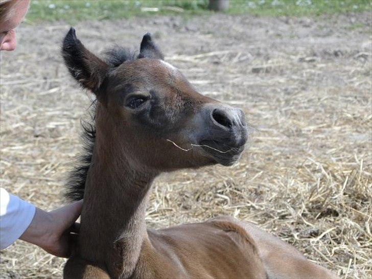 New Forest Soldals Africa - Africa 1 døgn gammel billede 5