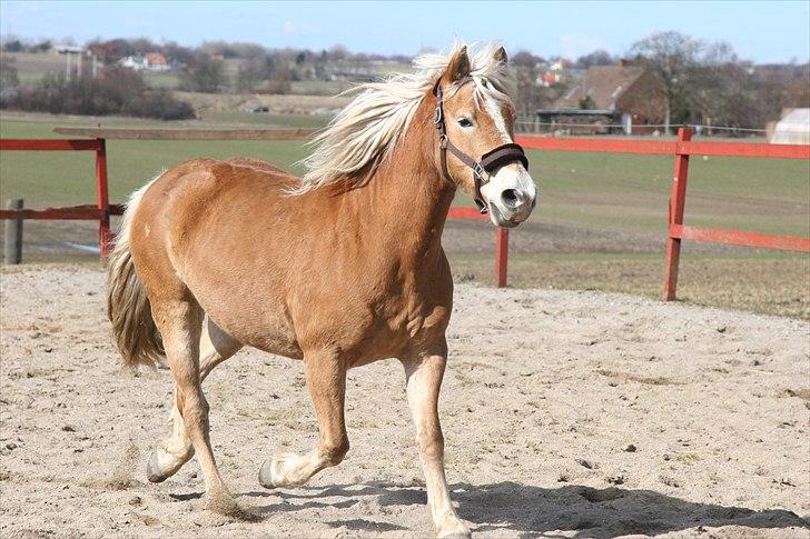 Haflinger Vick-Sabrina Gammelgang - Marts 2011 billede 16