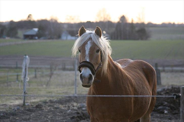 Haflinger Vick-Sabrina Gammelgang - Marts 2011 billede 17