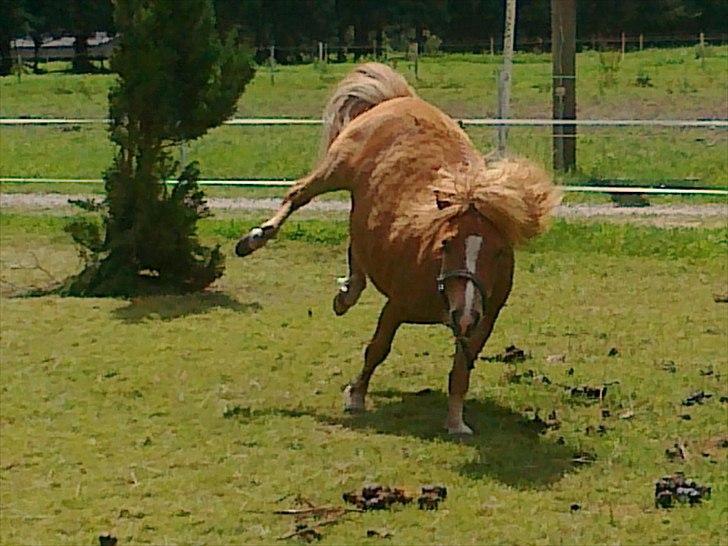 Shetlænder Chamör tidligere (Tilrider) billede 1