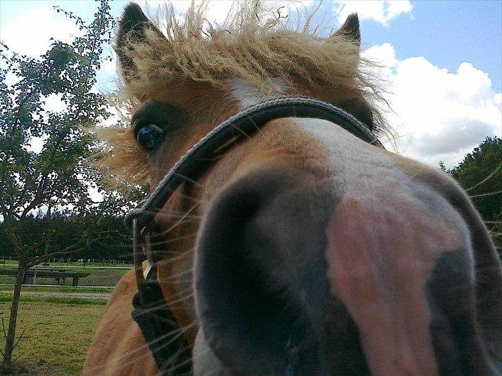 Shetlænder Chamör tidligere (Tilrider) billede 2