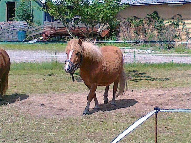 Shetlænder Chamör tidligere (Tilrider) billede 3
