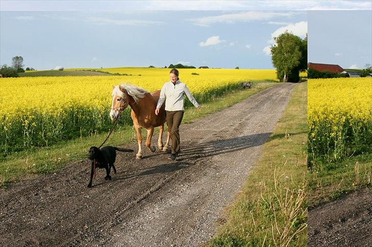 Haflinger Vick-Sabrina Gammelgang - Jeg er næsten overflødig, når Tøzen og Sabrina går tur ;-) Maj 2011  billede 19