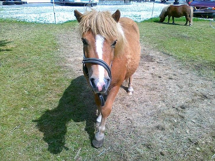 Shetlænder Chamör tidligere (Tilrider) billede 4