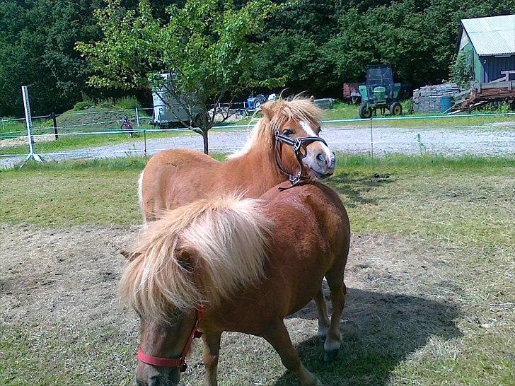 Shetlænder Chamör tidligere (Tilrider) billede 5