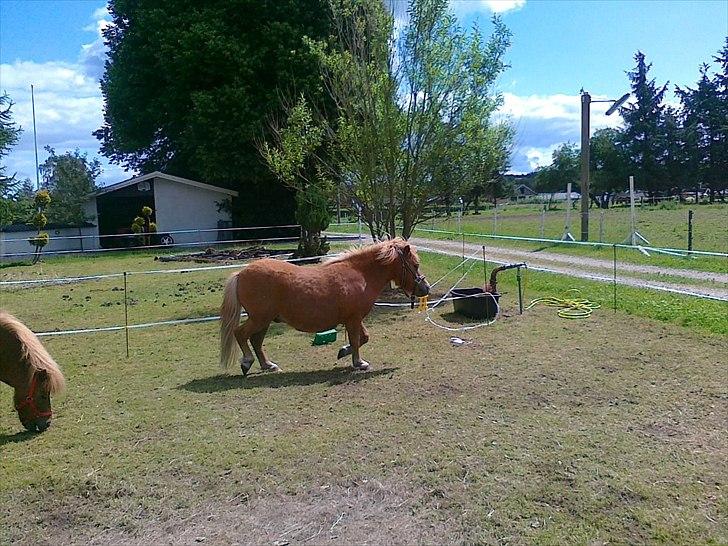 Shetlænder Chamör tidligere (Tilrider) billede 6