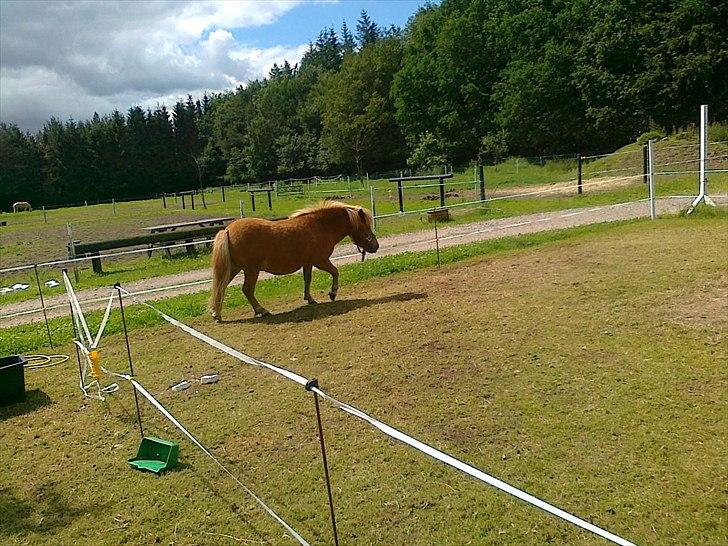 Shetlænder Chamör tidligere (Tilrider) billede 7