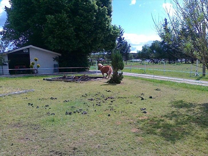 Shetlænder Chamör tidligere (Tilrider) billede 8